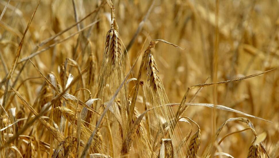 TÜK, yemlik arpanın Çarşamba günü gelmesinin beklendiğini açıkladı