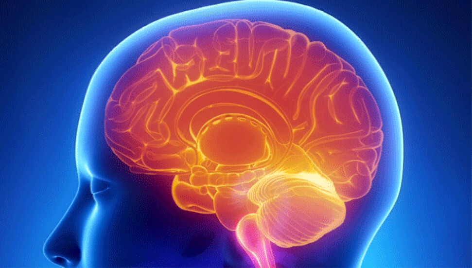 Beyninden örümcek korkusu çıkarıldı