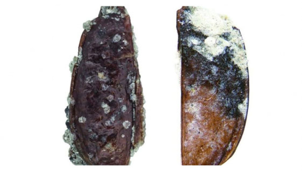 Antarktika'da yeni bir böcek türünün fosilleri bulundu