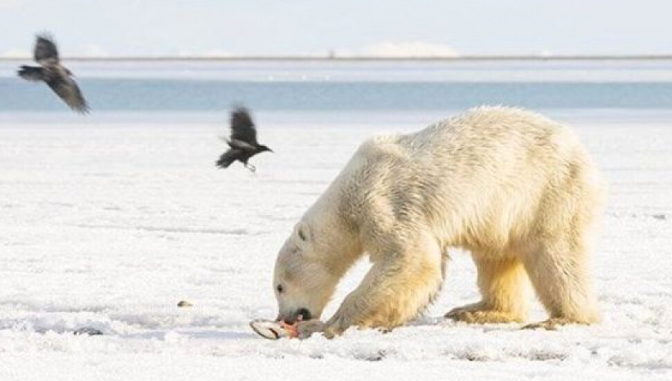 Buz parçası üzerinde sürüklenen kutup ayısı 700 kilometre uzaklıktaki köye indi
