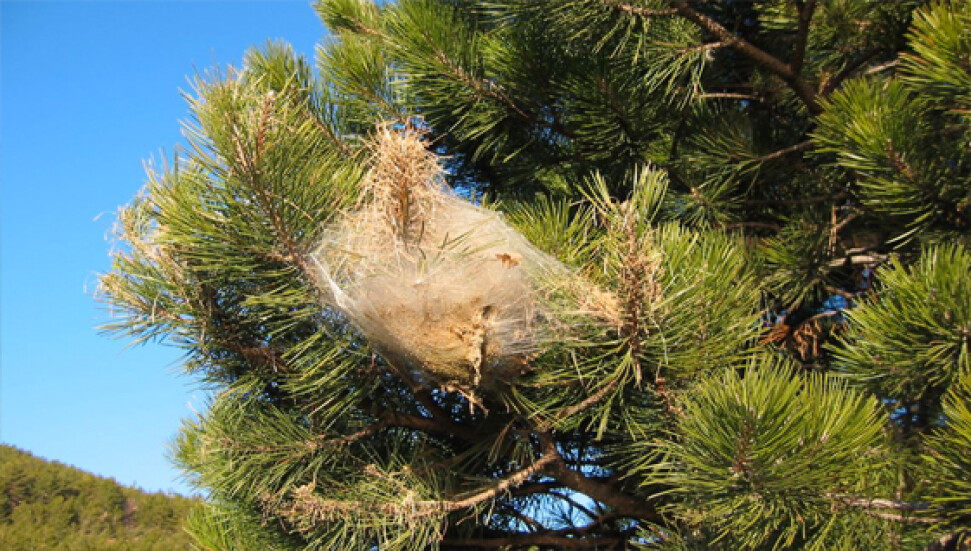 "Çam kese böceği sorunu" kimyasal değil biyolojik mücadele ile tarih olacak!
