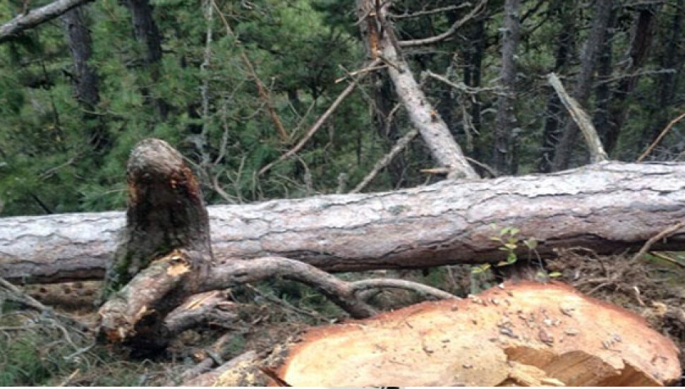Kuru çam ağaçlarını kesti, hakkında soruşturma açıldı