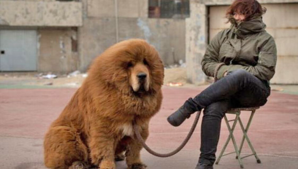 Çin'de bir kadın aldığı 'yavru köpeğin' ayı olduğunu iki yıl sonra anladı