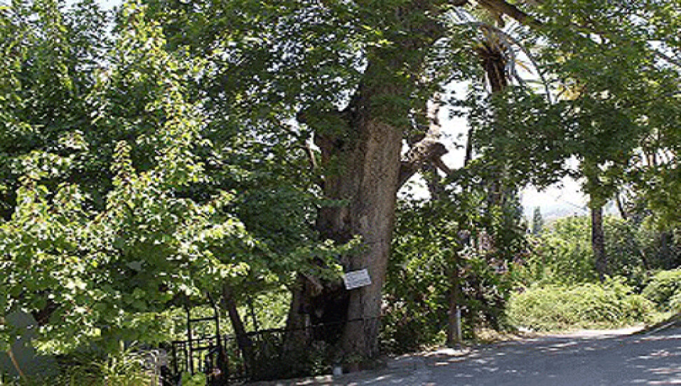 Lefke'de bulunan tarihi çınar ağacı bakımsızlık ve ilgisizlikten dolayı çürümeye başladı