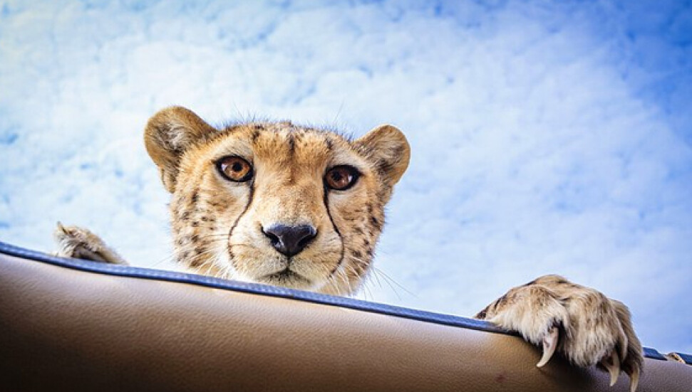 Onların da nesli tükeniyor: "Dünyada sadece 7.100 çita kaldı"