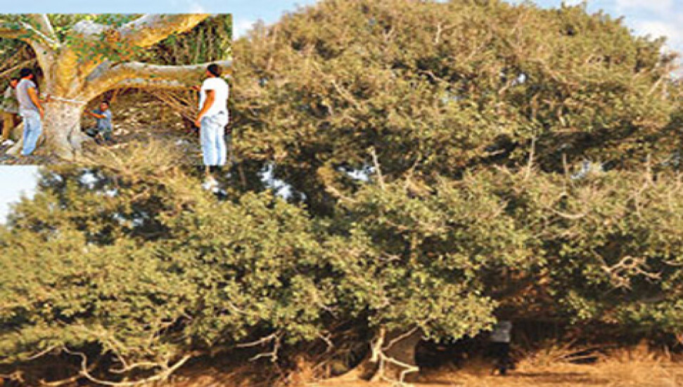 Yenierenköy'de eski liman bölgesinde asırlık cümbez ağacı tespit edildi