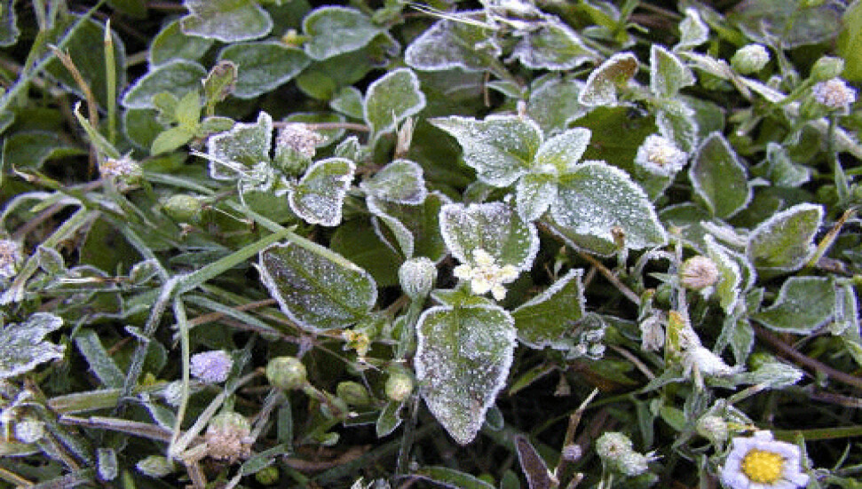 Yarın sabah don olayı, pazar gök gürültülü sağanak yağış