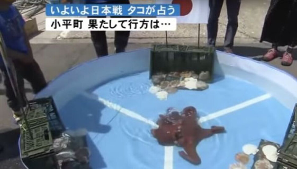 Dünya Kupası 2018: 'Kahin ahtapot' yemek oldu, Japonya elendi