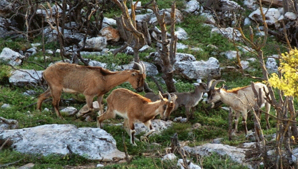 İnsanlar olmasa Dünya nasıl olurdu?