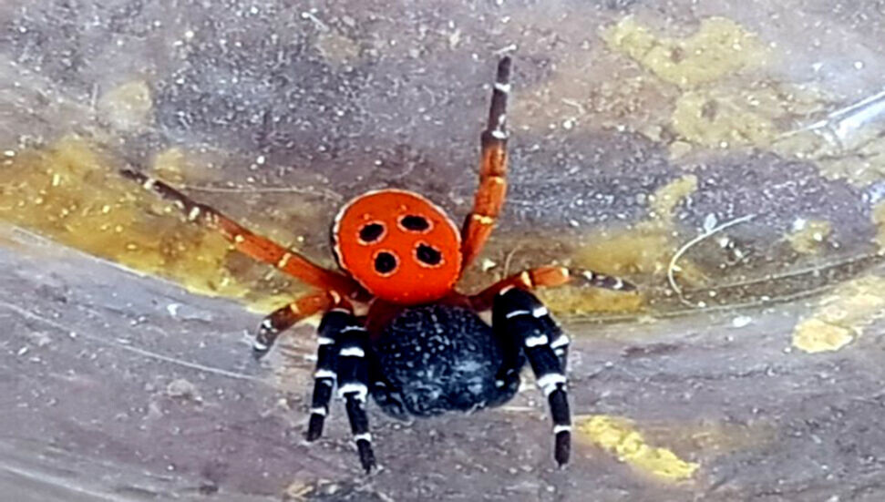 Zehirli ‘uğur böceği örümceği’ şaşırttı