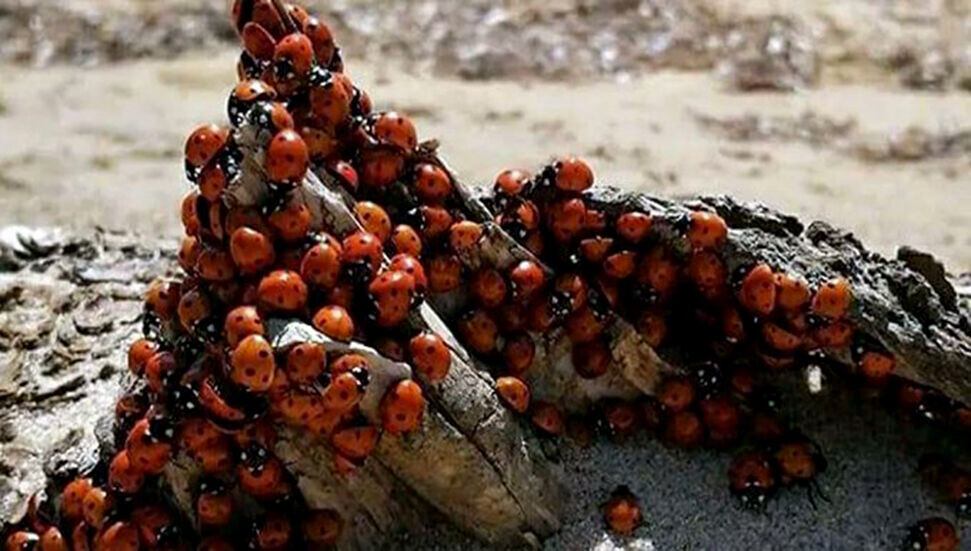 Saros Körfezi'nde uğur böceği istilası: Seviyoruz ama ısırmasınlar