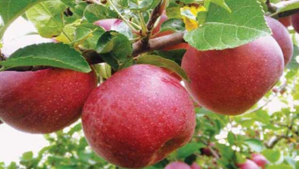 Elma ye kalbini koru