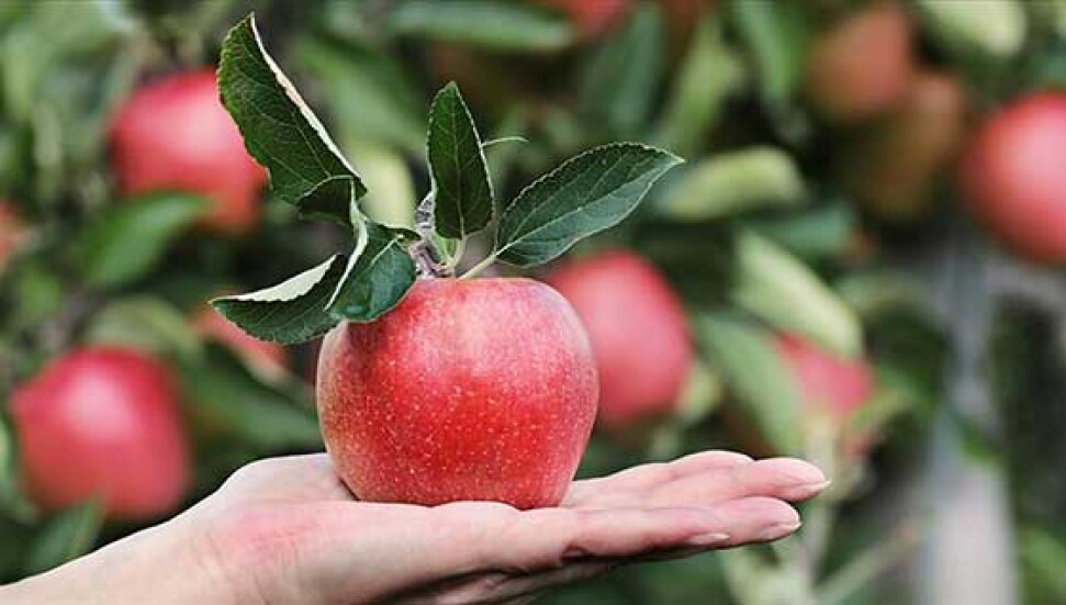 Sindirim, kalp sağlığı ve kan şekeri kontrolünü destekleyen elmanın 6 çeşidi