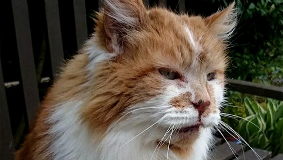 Dünyanın en yaşlı kedisi 31 yaşında öldü