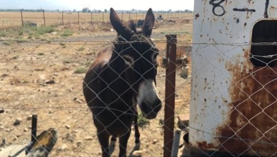 Kemal Basat: Hiçbir sağlıklı eşeğin uyutulması kesinlikle söz konusu değil