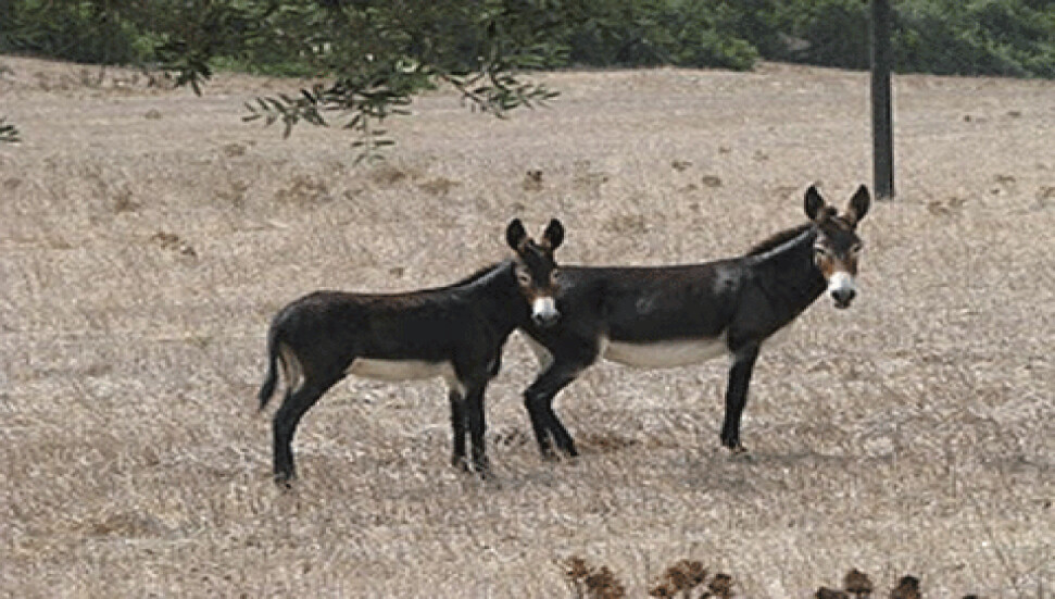 Karpaz bölgesinde 2 hür eşek öldürüldü!