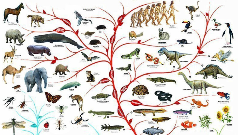 215 milyon yıllık sürüngen, timsah evrimi teorilerini sarsıyor