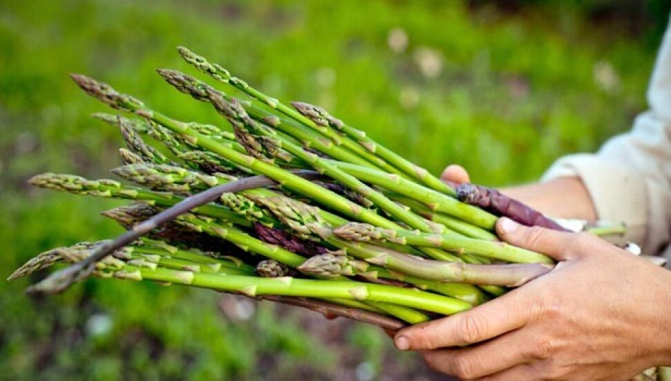 Ayrelli Festivali hafta sonu Akdeniz köy meydanında düzenlenecek