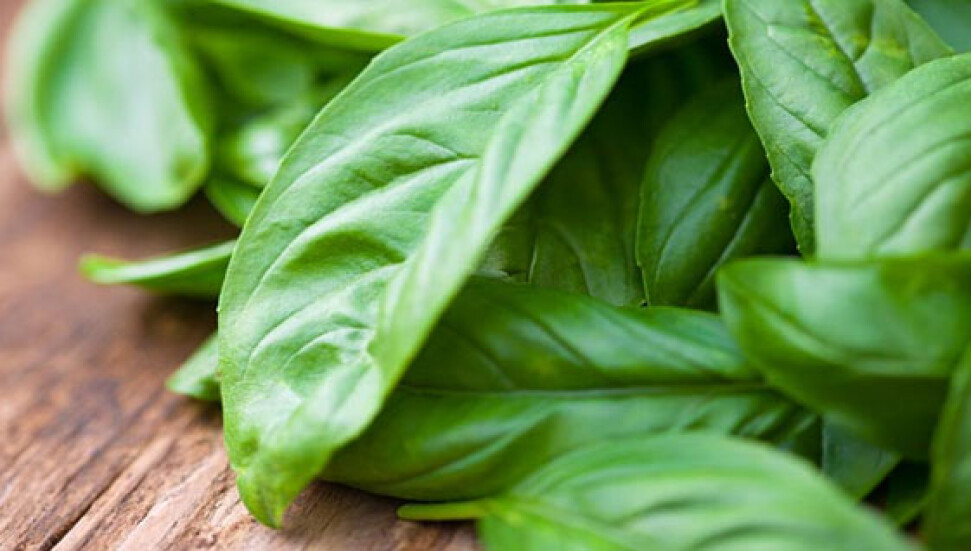 Fesleğen nelere iyi gelir?