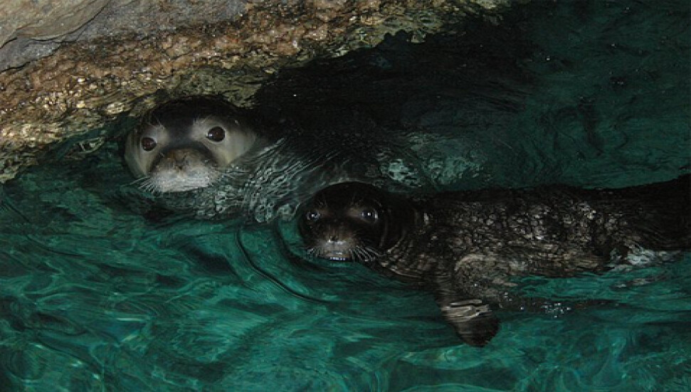 Türkiye'de 100, Marmara'da 10- 15 Akdeniz foku kaldı