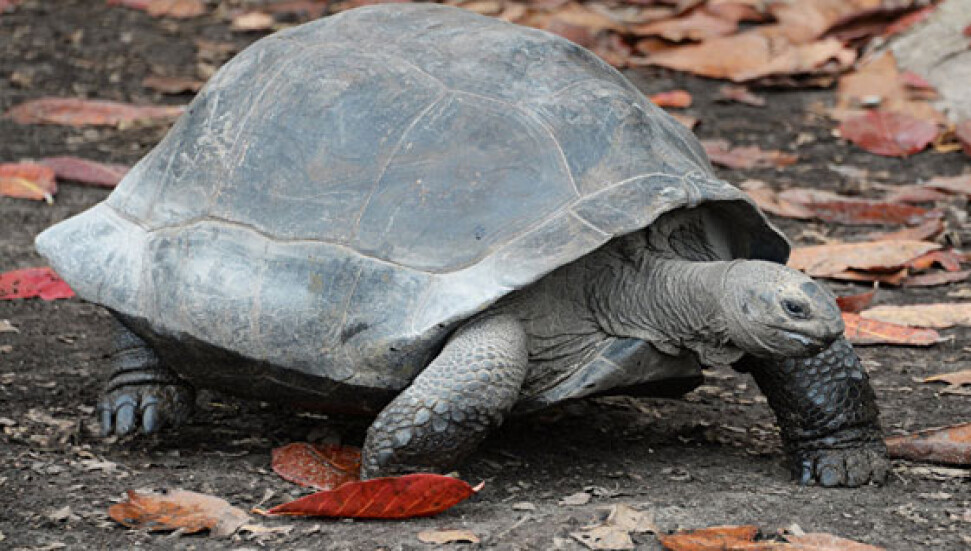 Galapagos Adaları'nda nesli tükendiği sanılan kaplumbağaya rastlandı