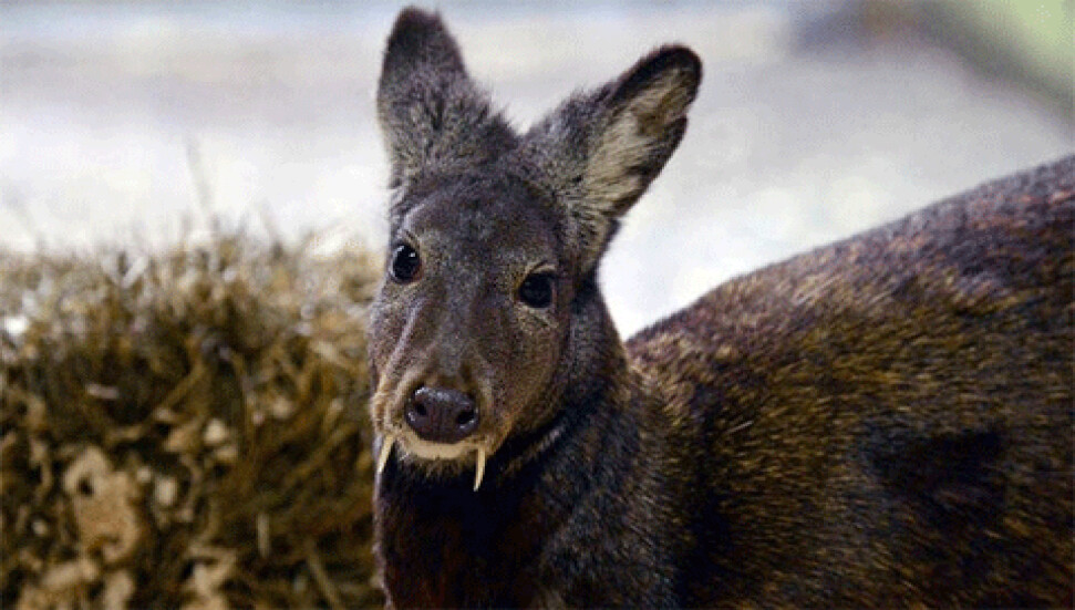 60 yıl sonra yeniden belirdi