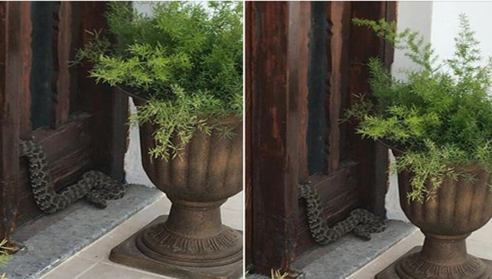 Girne'de eve girmeye çalışan yılan korku dolu anlar yaşattı