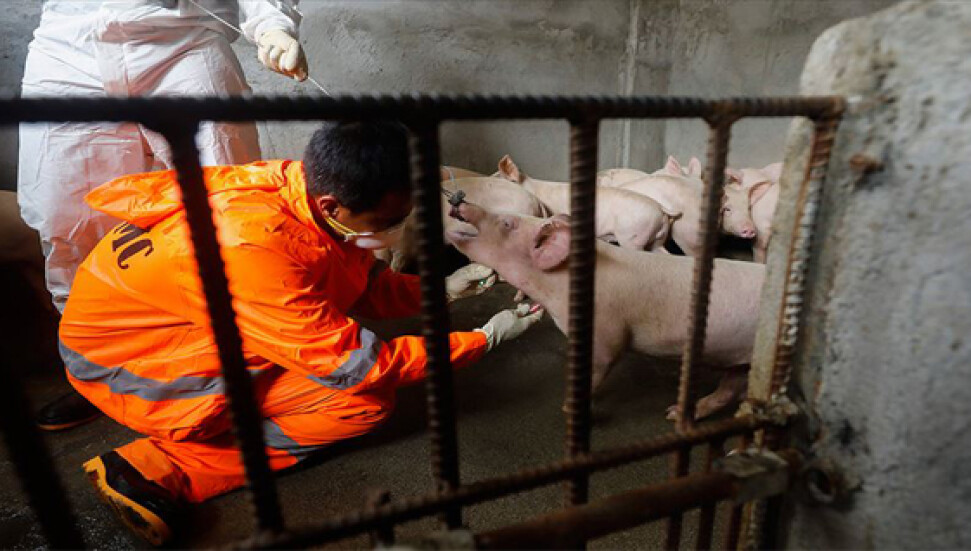 Güney Kore'de Afrika domuz vebası salgını yayılıyor