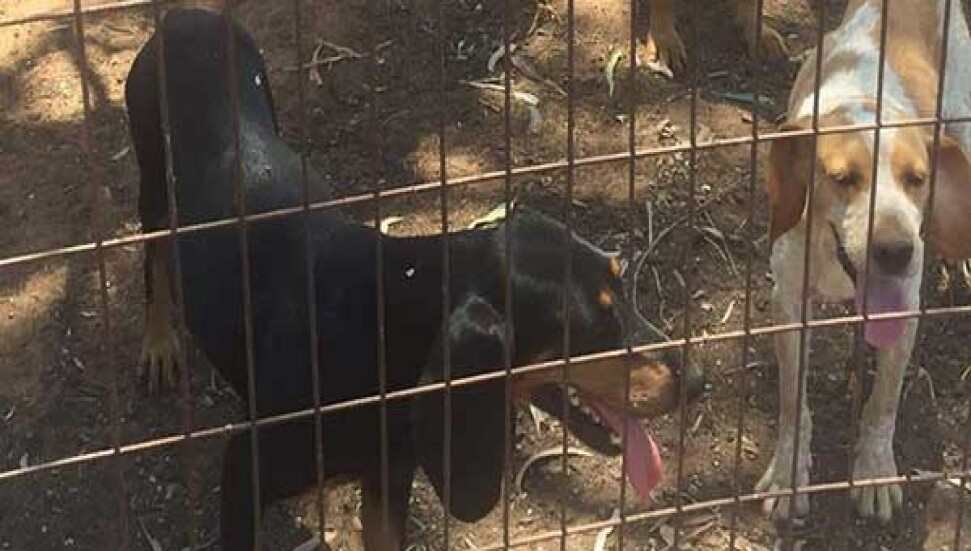 Guney Den Calinan Kopekler Kuzey De Bulundu Guney Den Calinan Kopekler Kuzey De Bulundu