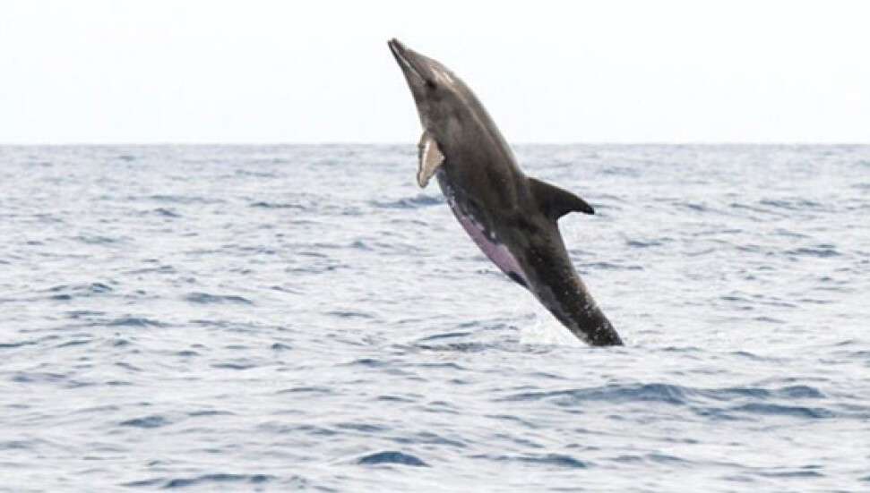 Hawaiide yarısı yunus diğer yarısı balina olan balığa rastlandı