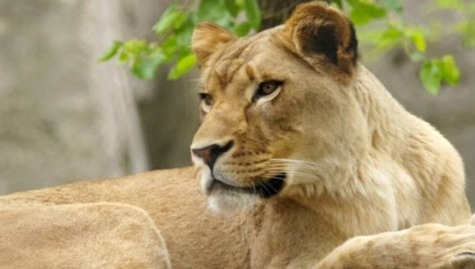 Hayvanat bahçesindeki dişi aslan üç yavrusunun babasını öldürdü