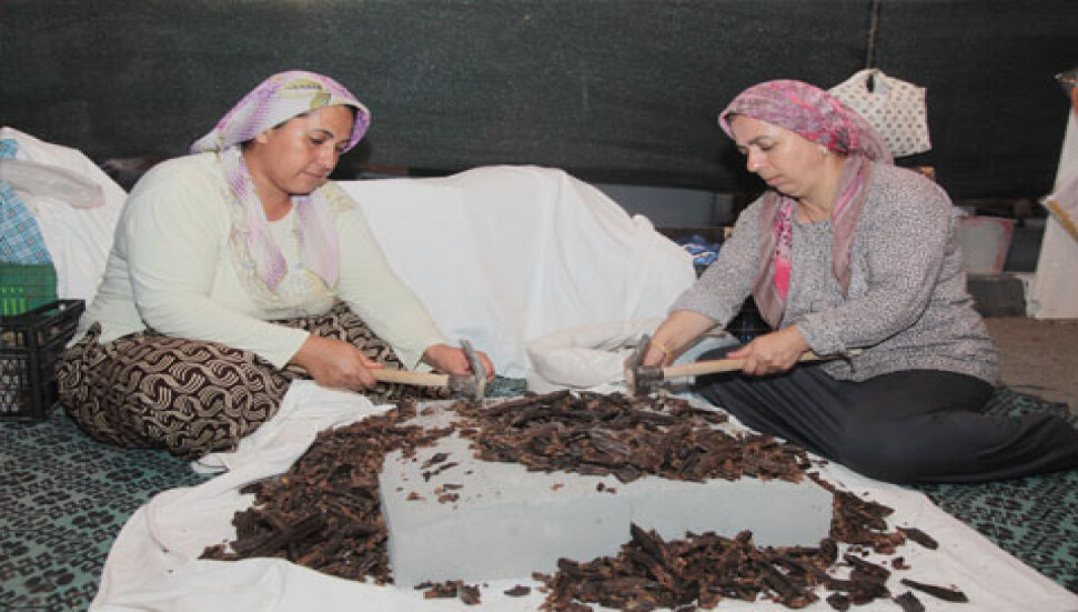 7. Uluslararası Tatlısu Harnup Festivali başladı