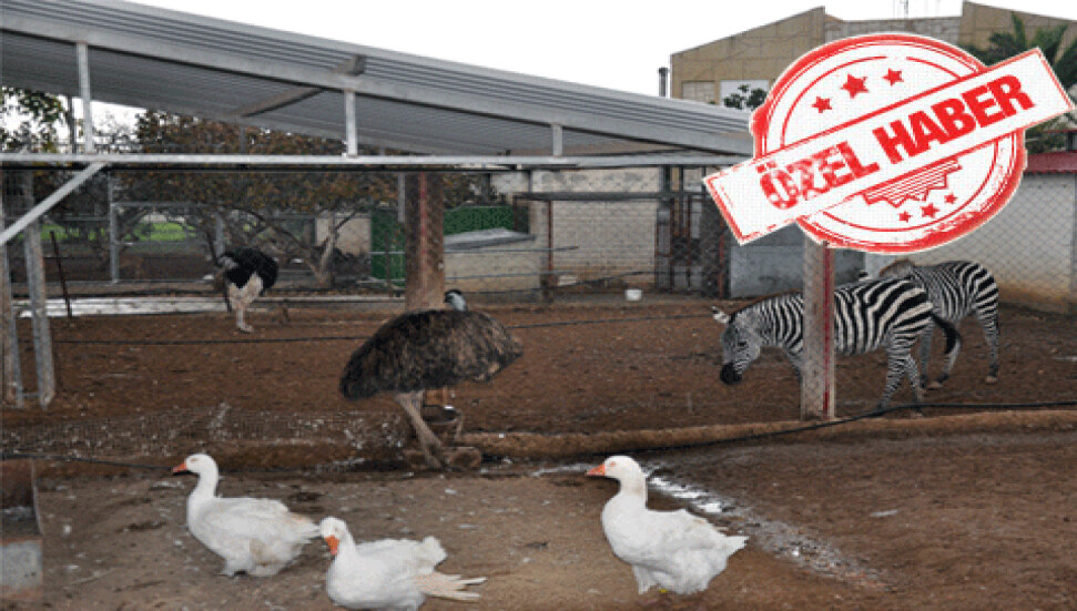 Neden bizde hayvanat bahçesi yok?