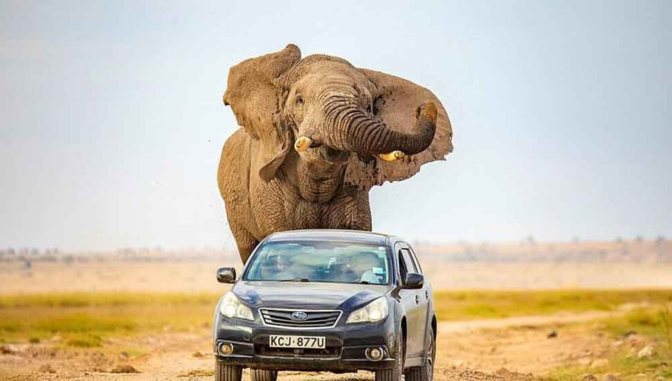 Zimbabve'de birlikte selfie çekmeye çalıştığı fil tarafından ezilen kişi hayatını kaybetti