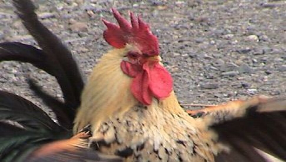 Haspolat’ta horoz güreşi yaptırdığı tespit edilen 48 kişi hakkında yasal işlem başlatıldı