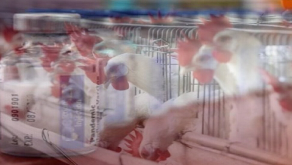 Ataben: "New Castle hastalığı durağan bir döneme geçti"