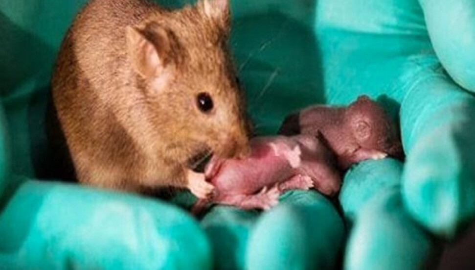 İki anneden fare üretildi