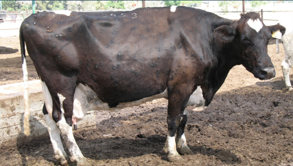 LSD'nin bulaşıcılığı % 40, ölüm oranı % 10un altındadır