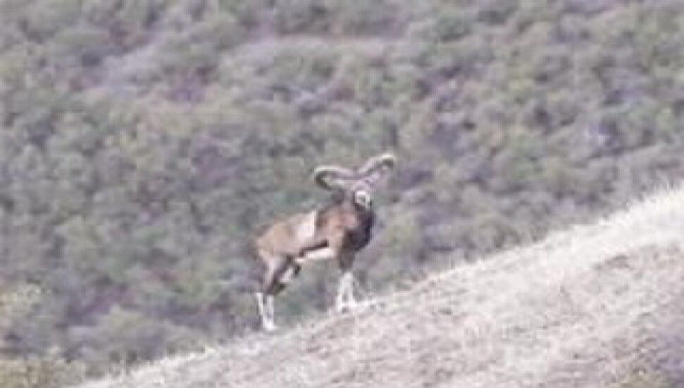 İnsan Eli Değmeyince Yeşil Hat Yeşillendi