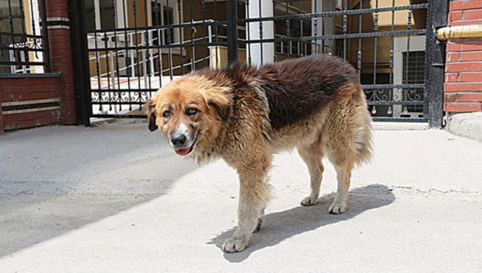İstanbulda bir Hachiko hikayesi...