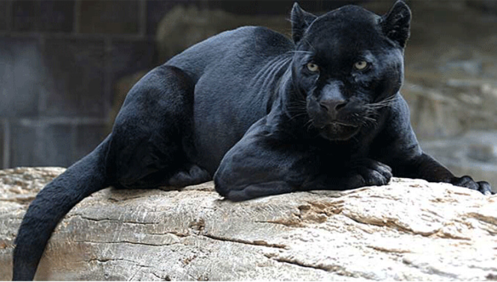 Jaguarla selfie çekmek istedi, jaguarın saldırısına uğradı