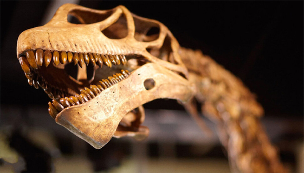 Japonya'da 81 milyon yıllık dinozor dişleri bulundu