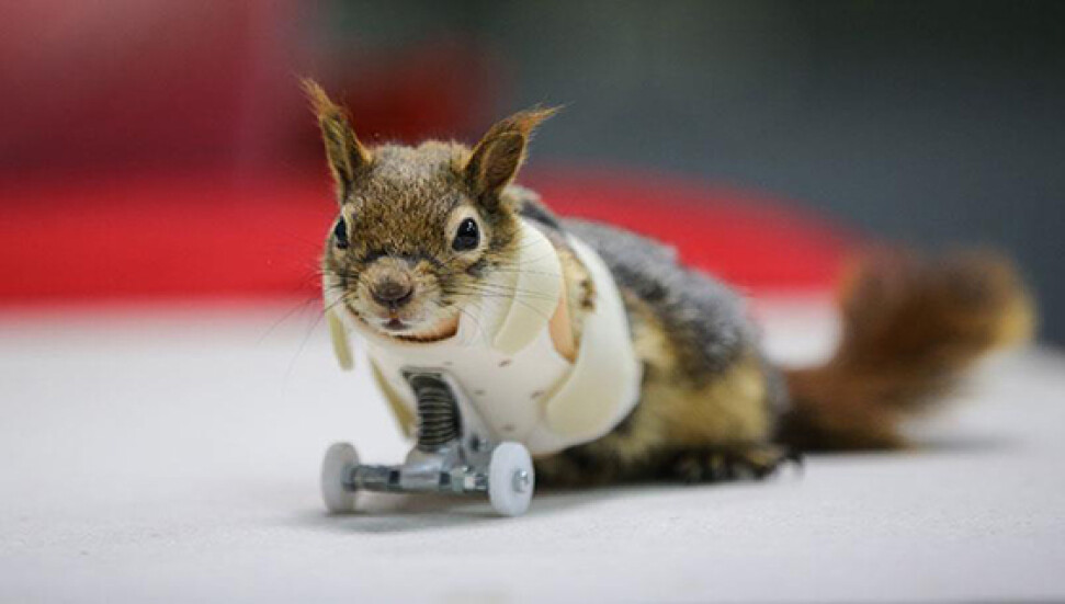 'Karamel' geçici protezine kavuştu