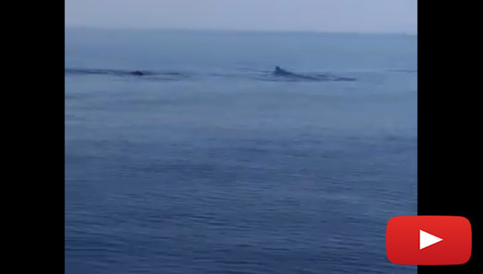 Karpaz'da balina ve köpek balığı sürüsü