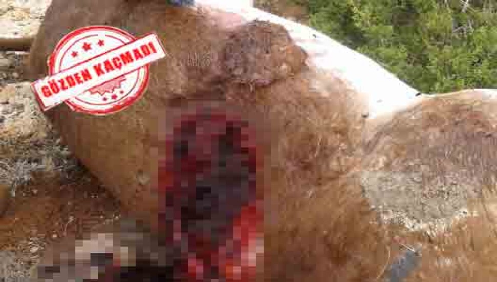 "Karpaz'daki yavru eşek zehirlenmedi; vurularak öldürüldü"