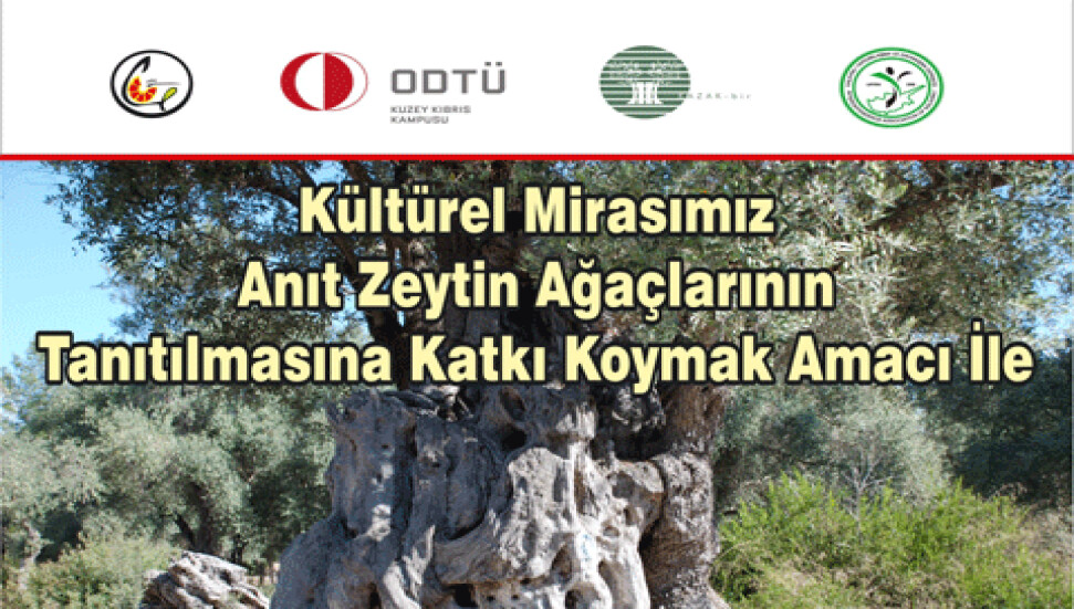 Kalkanlı'daki anıt zeytin ağaçlarını korumak için etkinlik