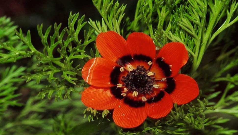 'Kandamlası' 150 yıl sonra açtı!