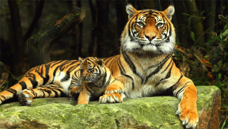 100 yıl sonra bir ilk: Kaplan sayısında artış var