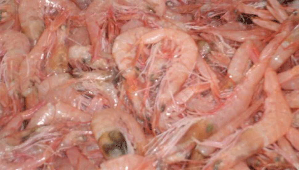 Güney'den kalamar ve karidesle yakalandı