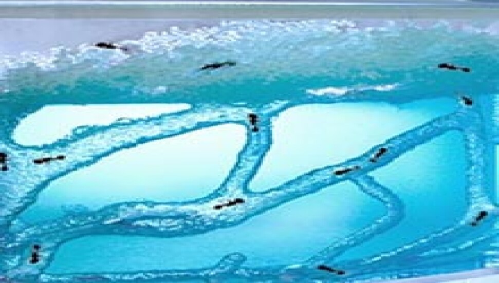 Karıncalar Depremi Nasıl Haber Veriyor?